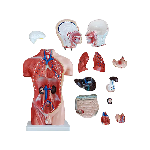 Human Body Model 65 cm