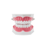 Teeth Model