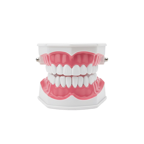 Teeth Model